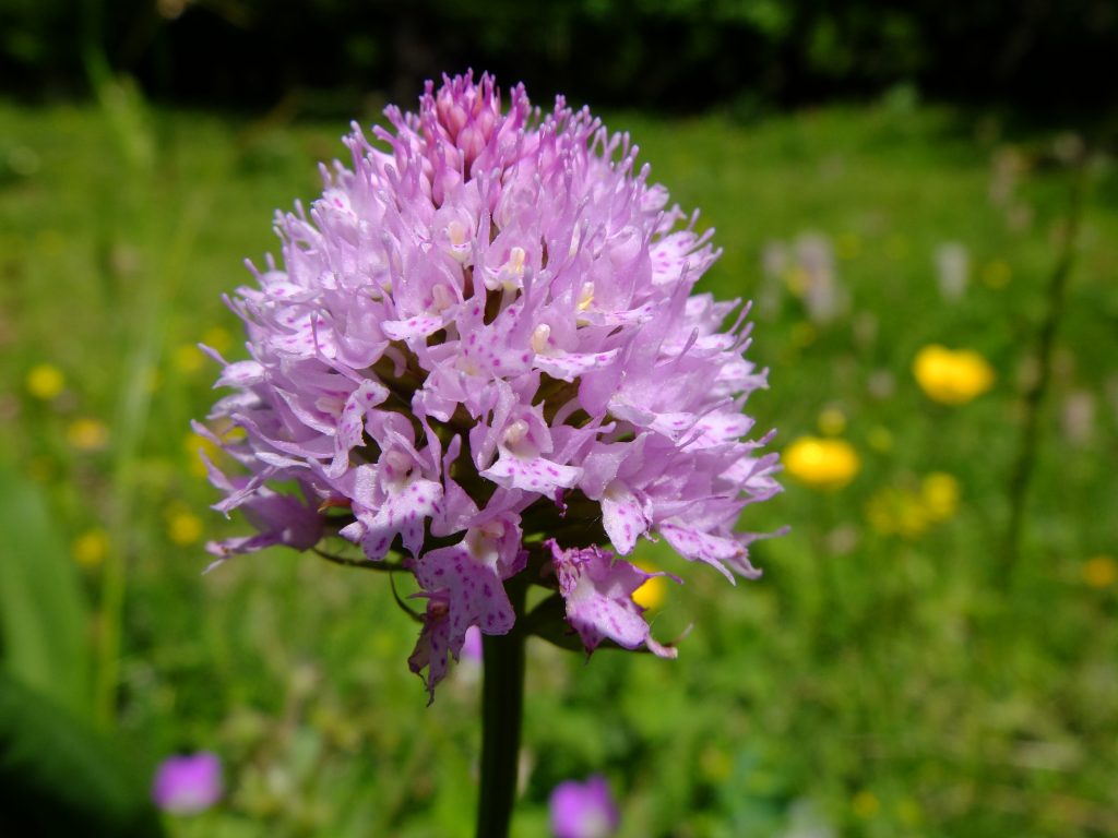 Traunsteinera globosa (orchis globulaire)